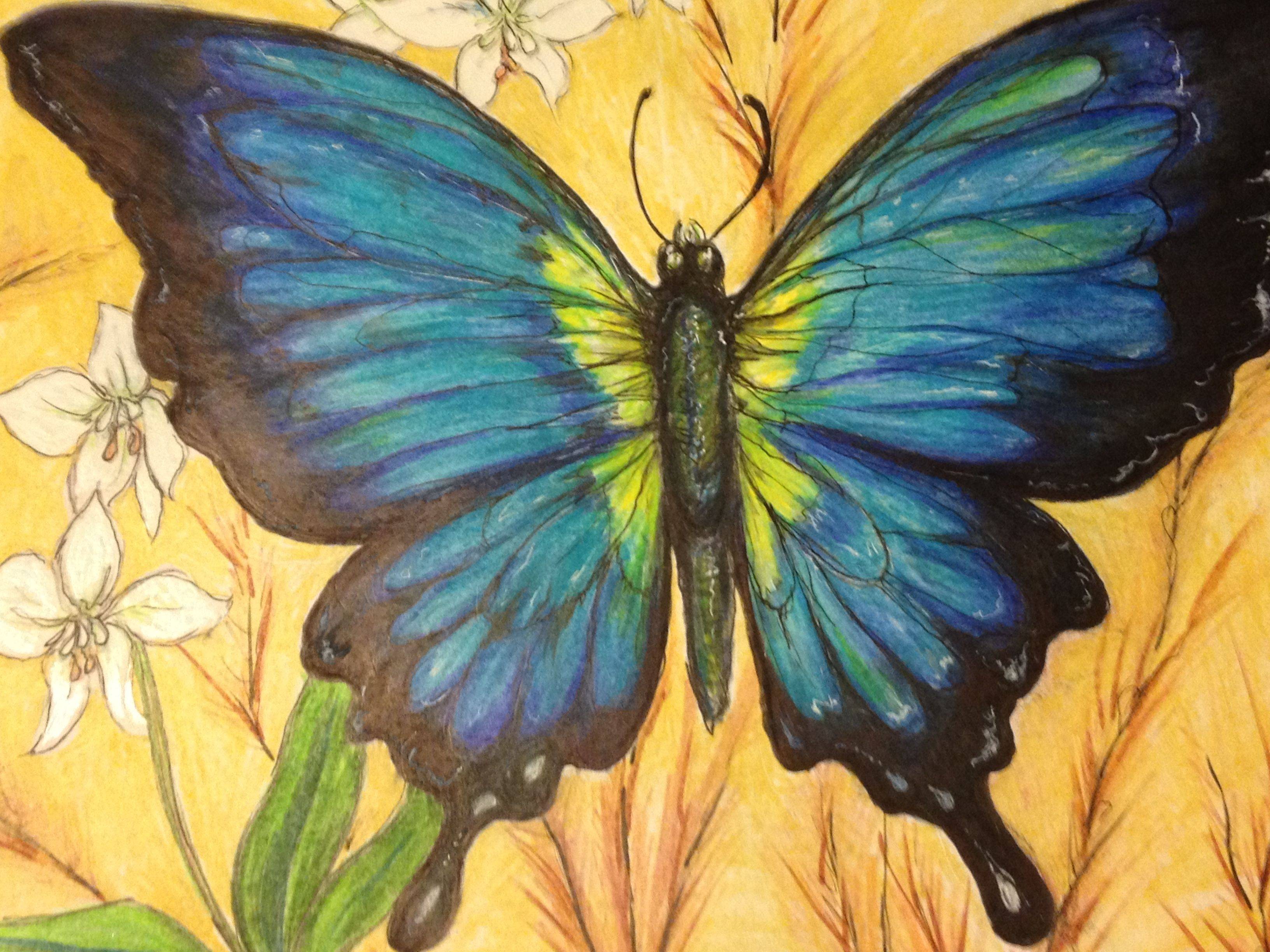 Мир бабочек рисунок. Бабочка красками. Бабочка рисунок. Бабочка цветными карандашами. Бабочка арт.