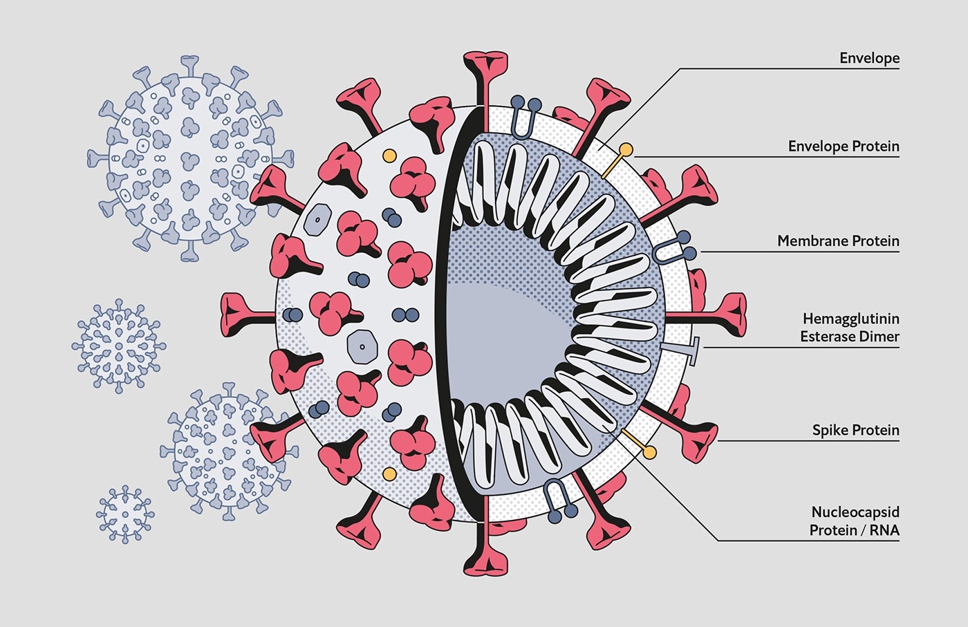 Коронавирус схема строения. Коронавирус строение рисунок. Коронавирус 19 строение вируса. Структура вируса ковид 19.