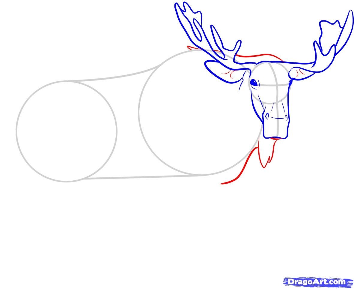 Как нарисовать лося поэтапно карандашом для начинающих