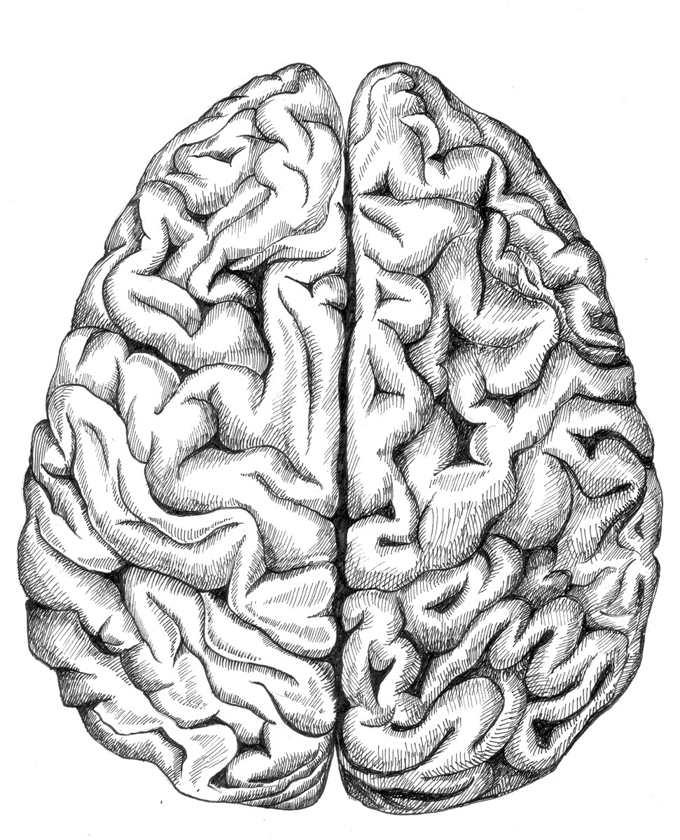 Головной мозг рисунок карандашом