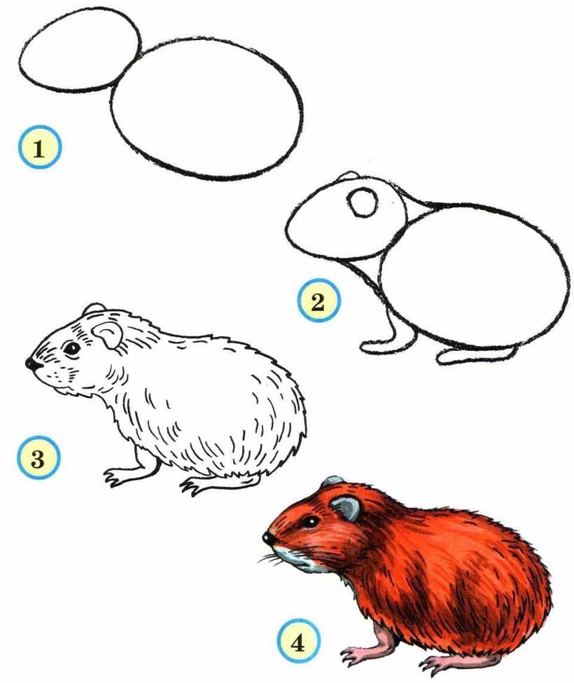 Как пошагово рисовать хомяка