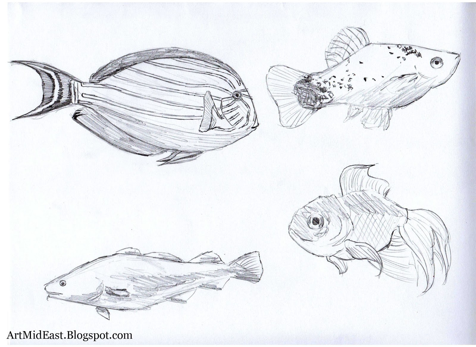 Рисунок рыбы для срисовки. Рыба рисовка. Красивые и легкие рисунки рыб. Рисунки для срисовки рыбы легкие. Рыба карандаш фото.