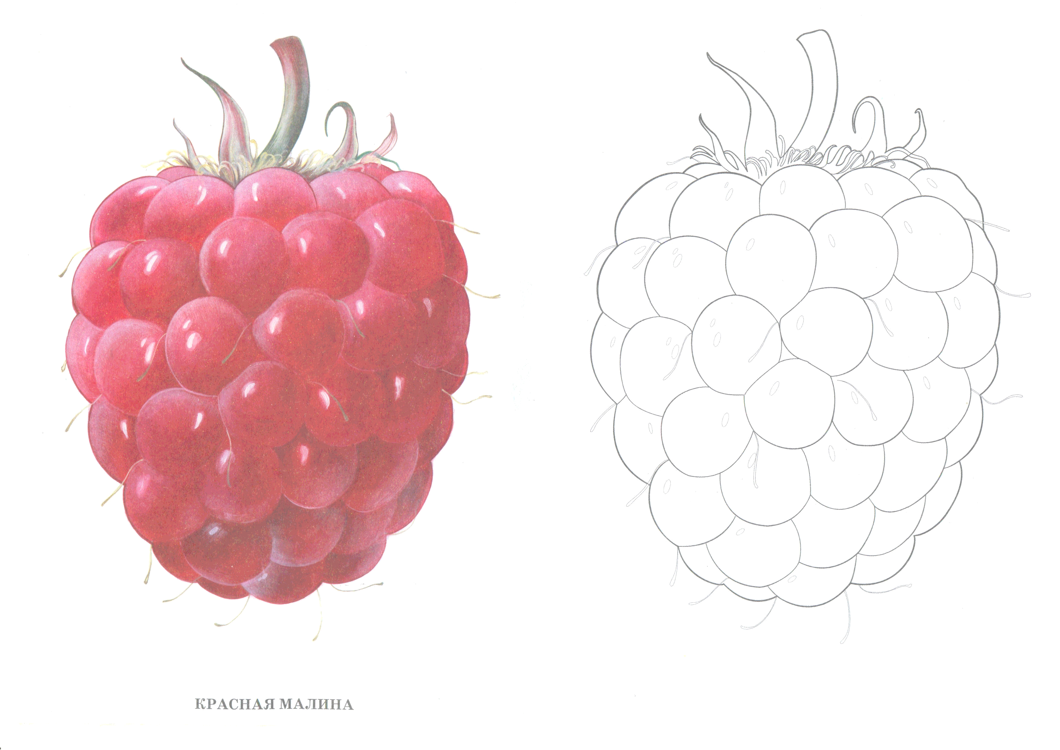 Буква малина. Малина раскраска для детей. Ягода малина раскраска для детей. Малина рисунок карандашом цветным. Трафарет малины для рисования.