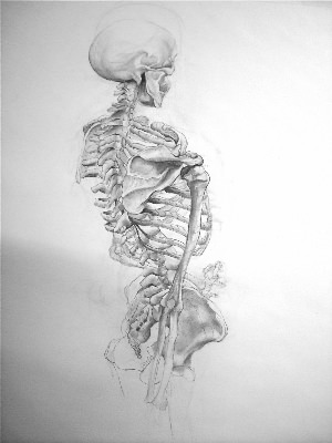 Нарисованный скелет человека