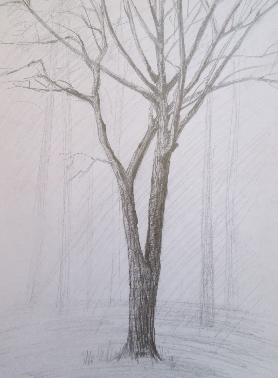 Деревья натура. Зарисовки деревьев. Дерево карандашом. Деревья для рисования с натуры. Зарисовка дерева с натуры.