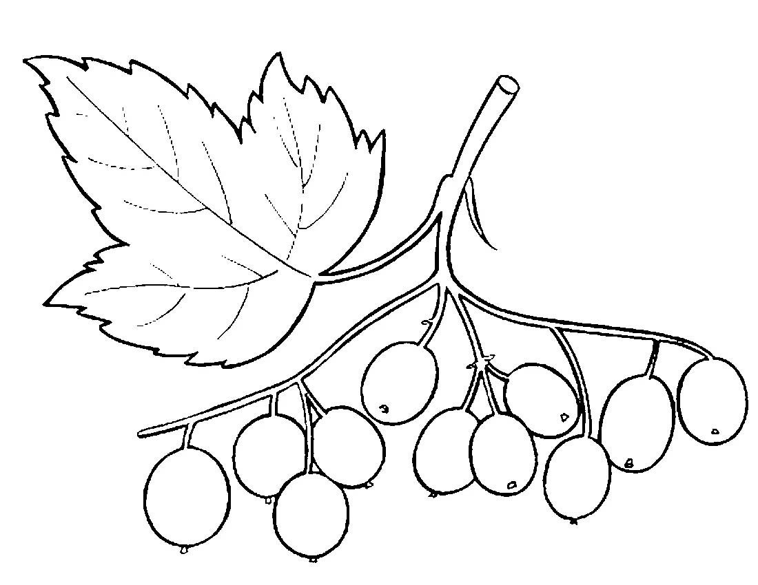 Гроздь рябины раскраска для детей