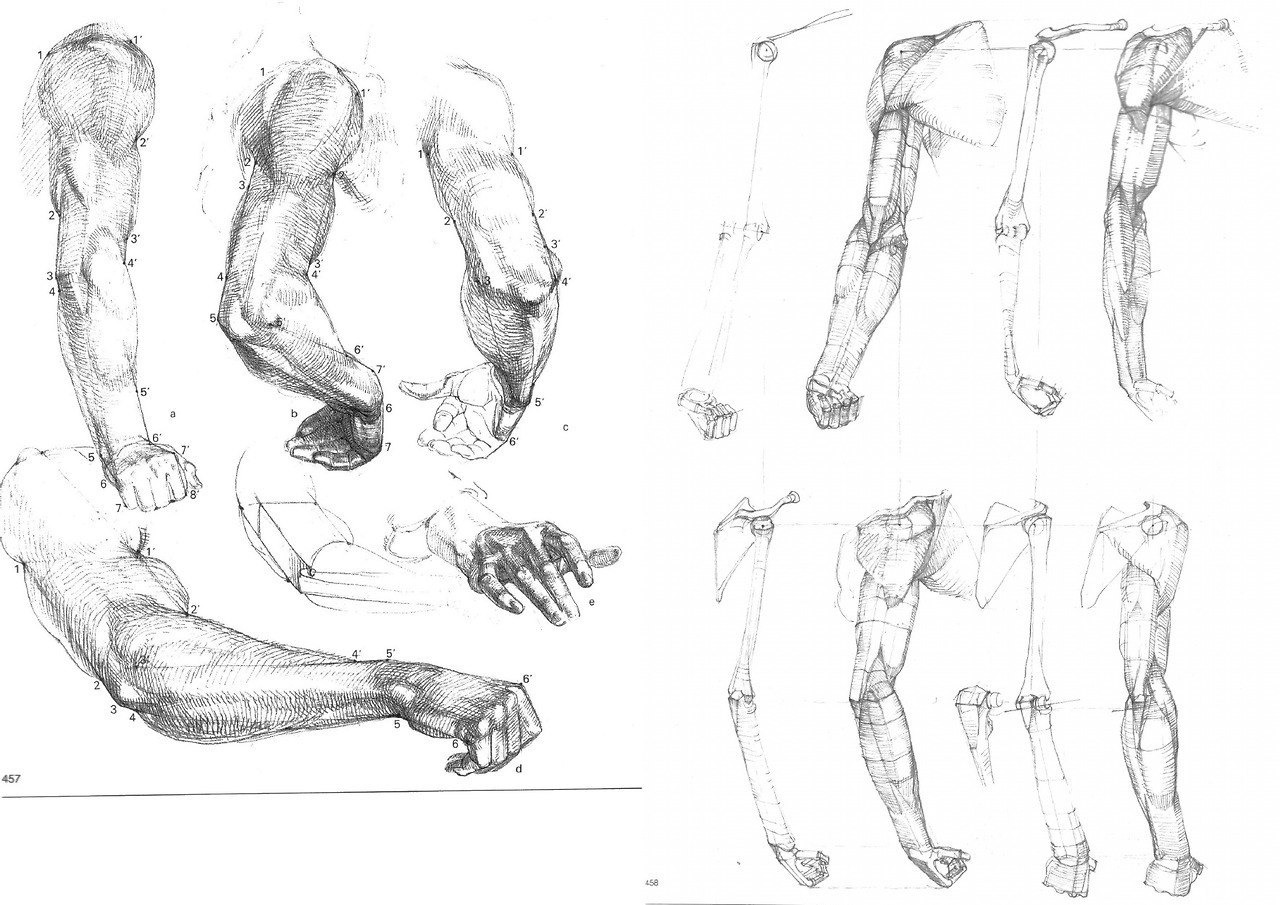 Как рисовать мышцы рук