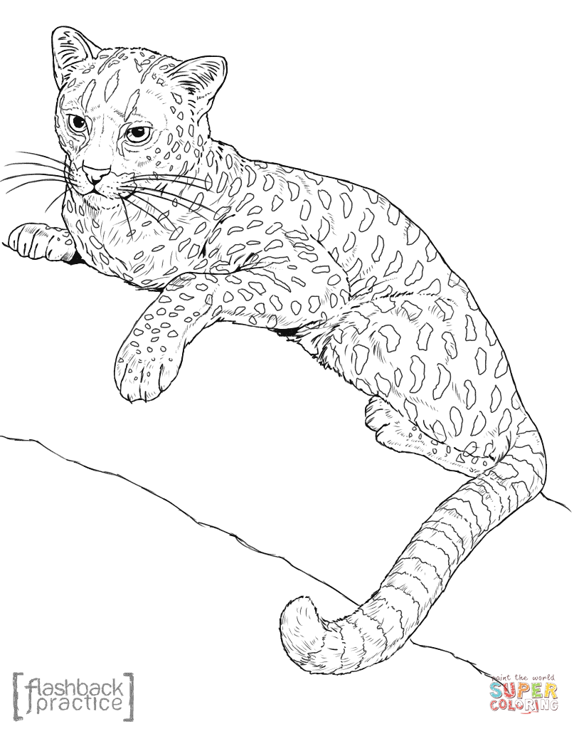 Рисунок дикой кошки