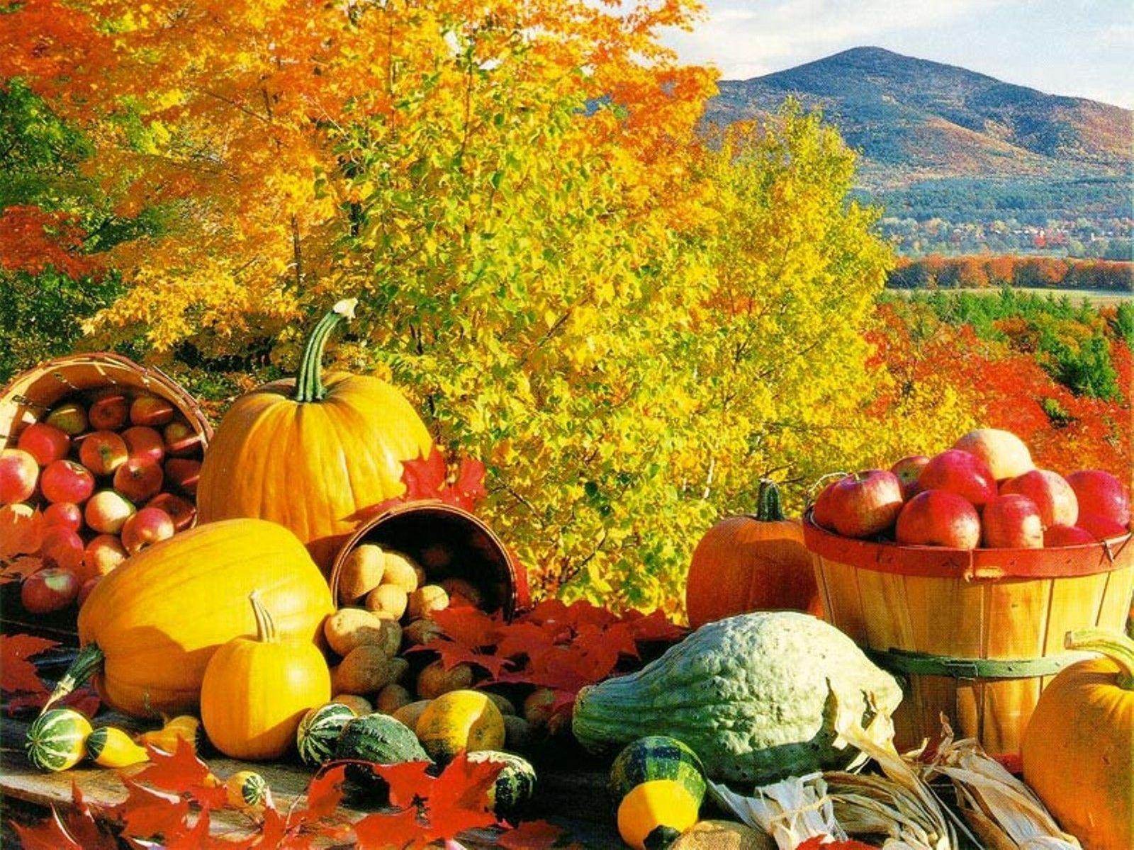 Куз тимэсен. Осенний урожай. Осень сбор урожая. Осенний огород. Осенние дары природы.