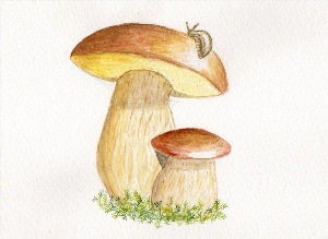 Как нарисовать гриб боровик