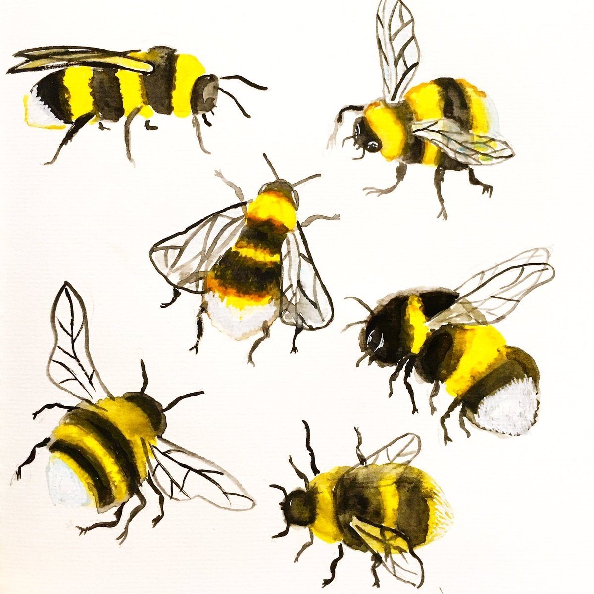 пчела фото для детей рисунок