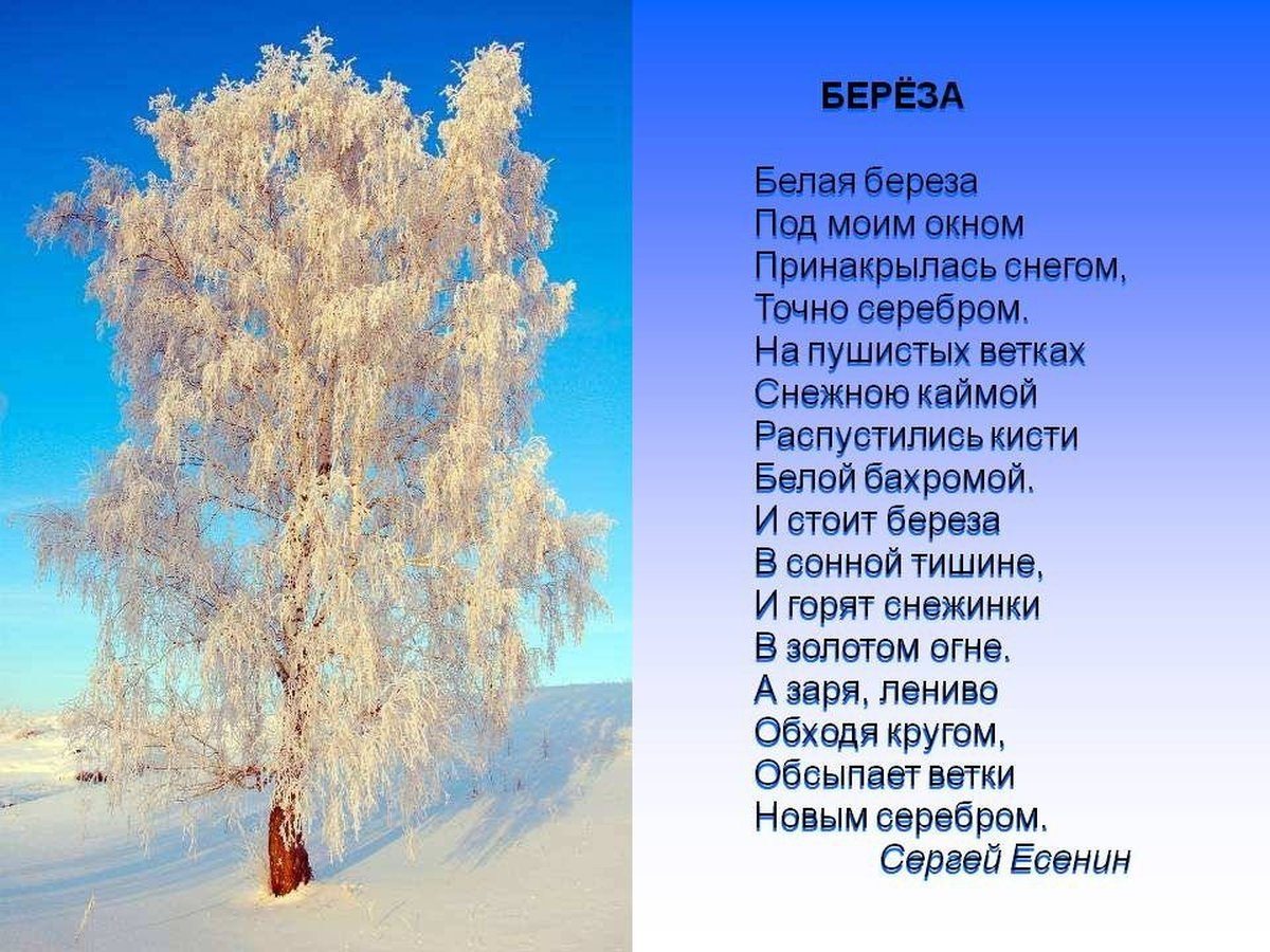 Есенин белая береза картинки