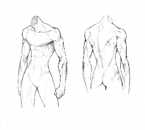 Анатомия мужчины рисунок
