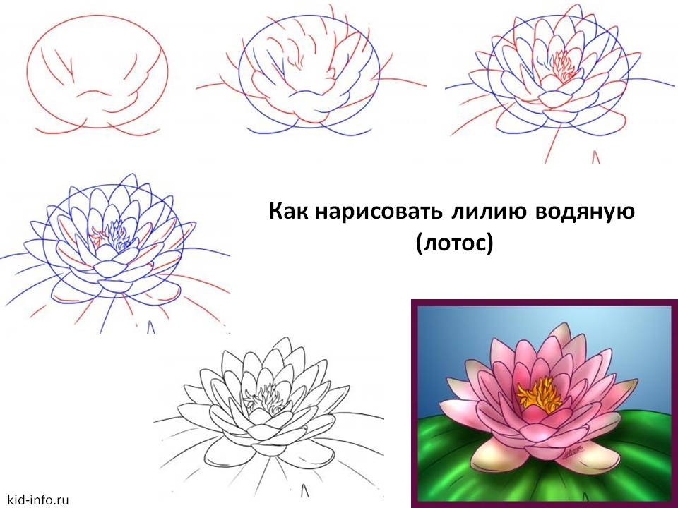 Как нарисовать кувшинку карандашом