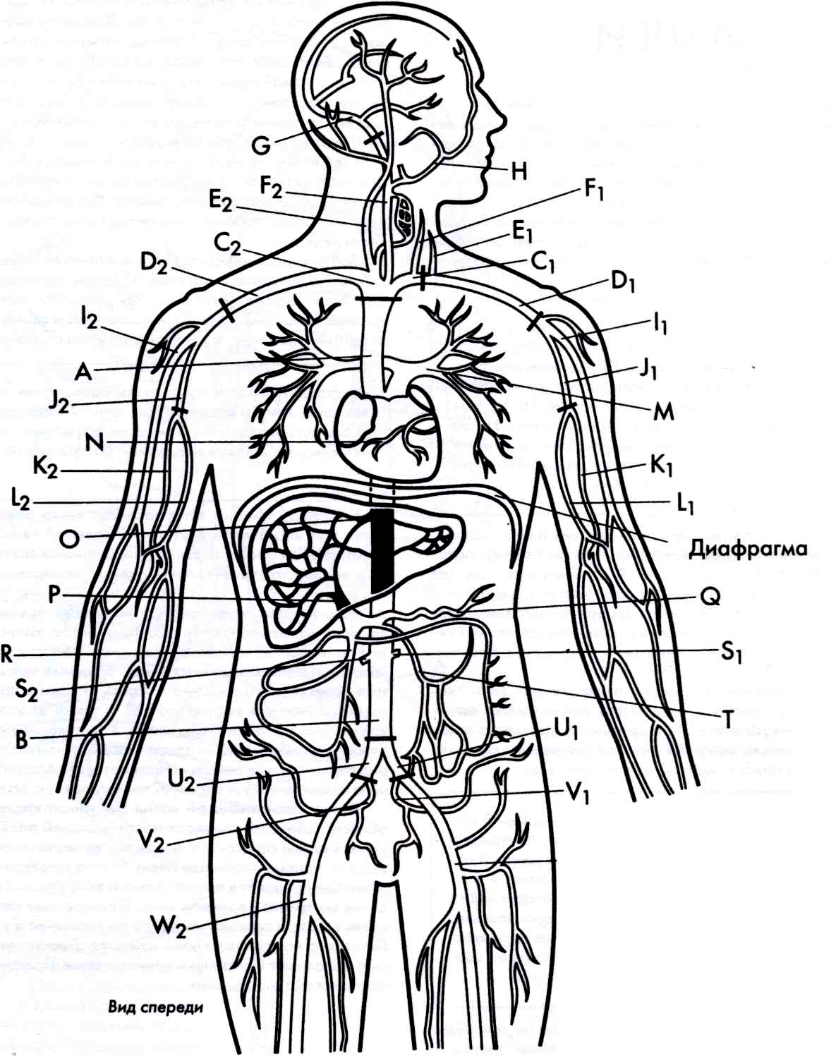 Внутреннее строение человеческого. Внутренняя структура человека схема расположения. Схема тела человека с органами. Организм человека схема внутренние. Схема строения внутренних органов.