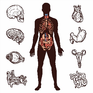 Как нарисовать внутренние органы человека