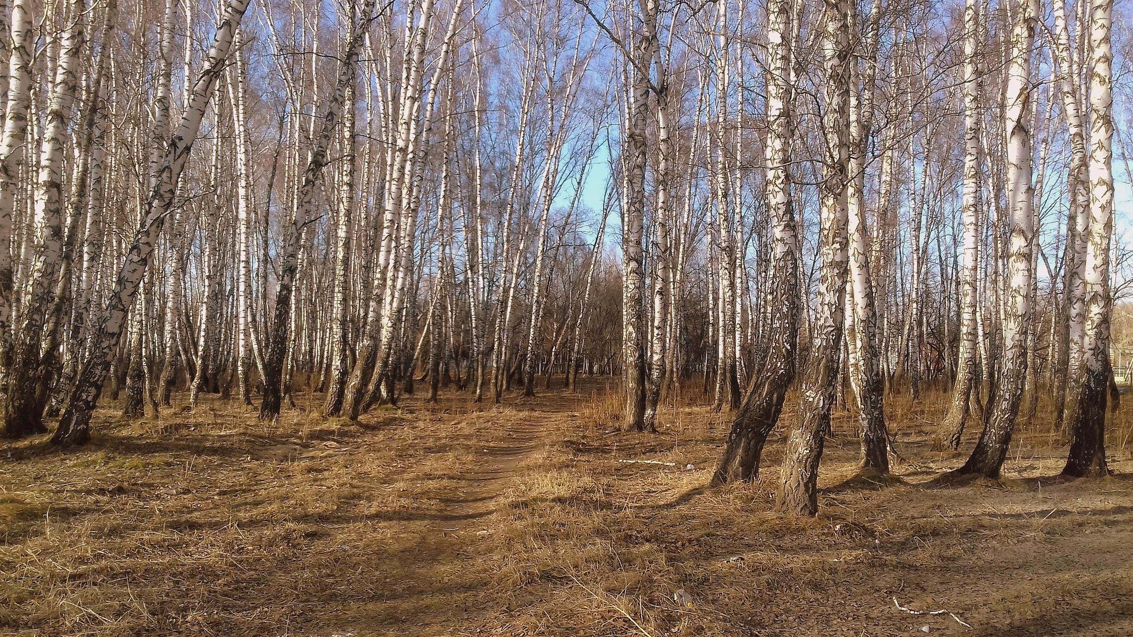 Сжать роща. Древа обнажены, но в роще. Голые деревья весной. Еще древа обнажены, но в роще Ветхий лист. Роща Весна деревья.