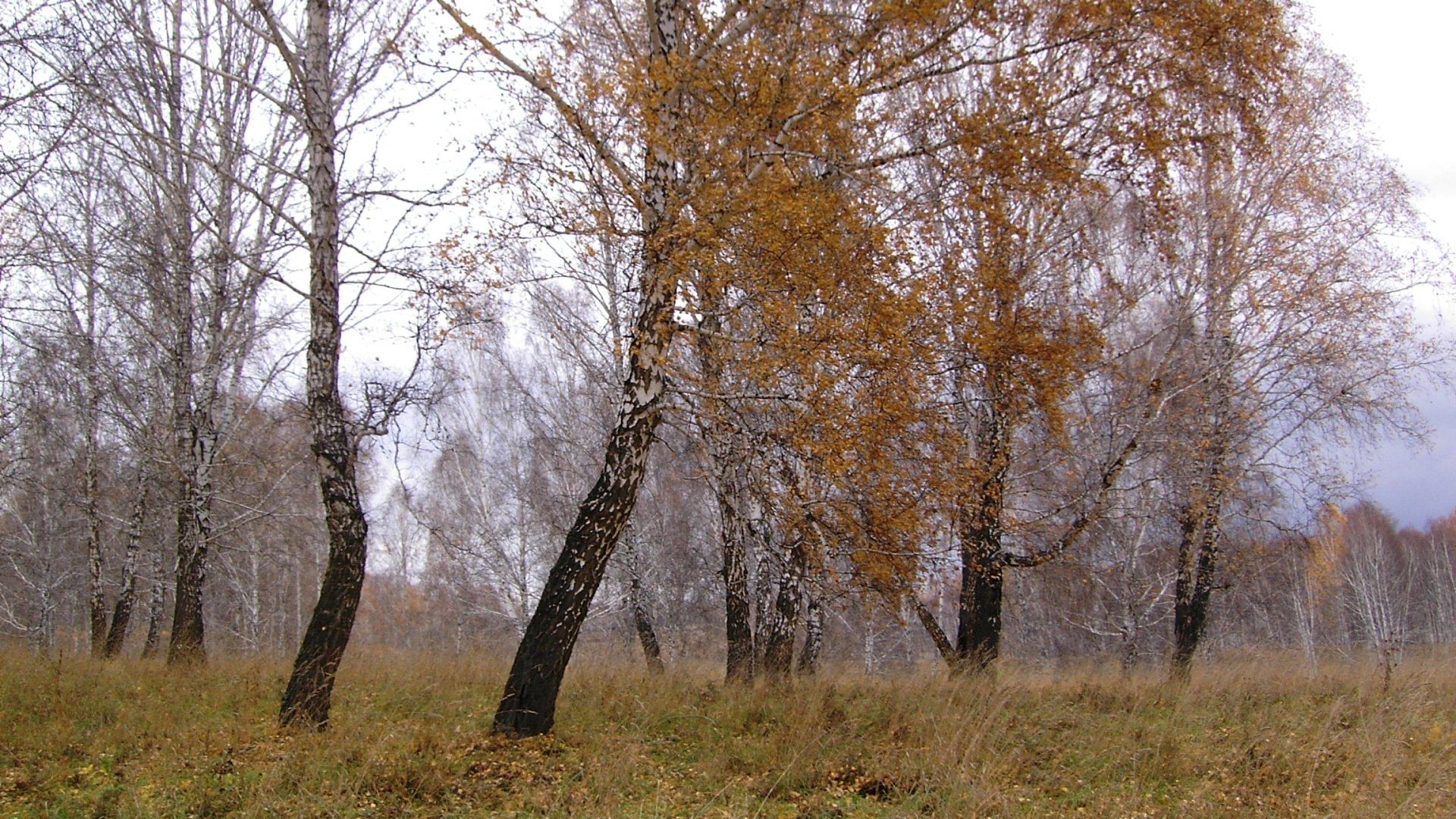 Облетевшей березке. Береза поздней осенью. Поздняя осень в лесу. Деревья поздней осенью. Лес поздней осенью.