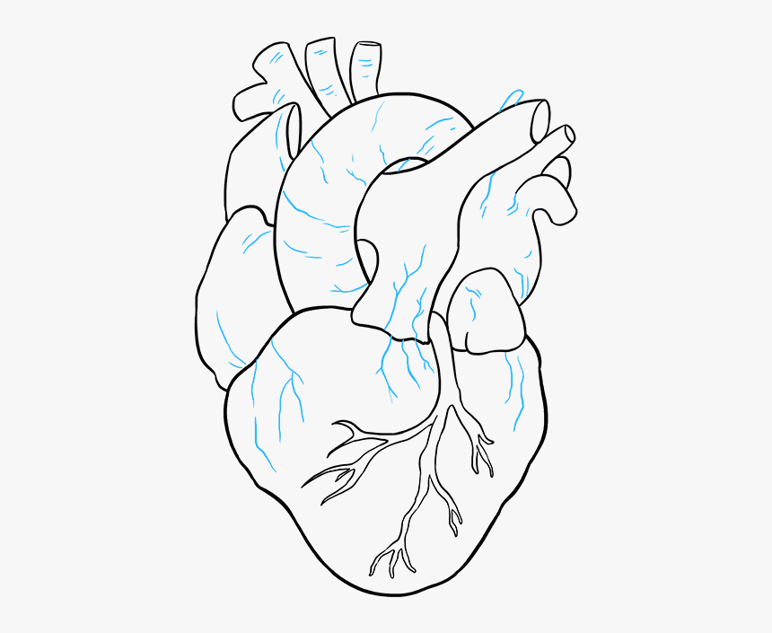 Как нарисовать анатомическое сердце поэтапно