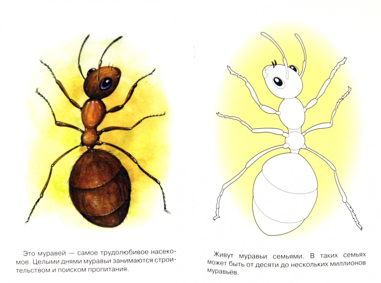 Рисуем муравья с детьми