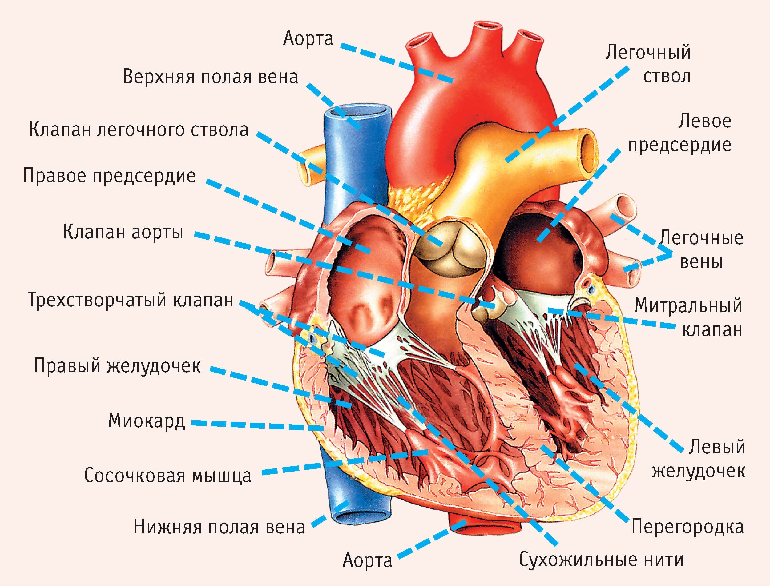 Строение сердца человека рисунок с подписями на русском