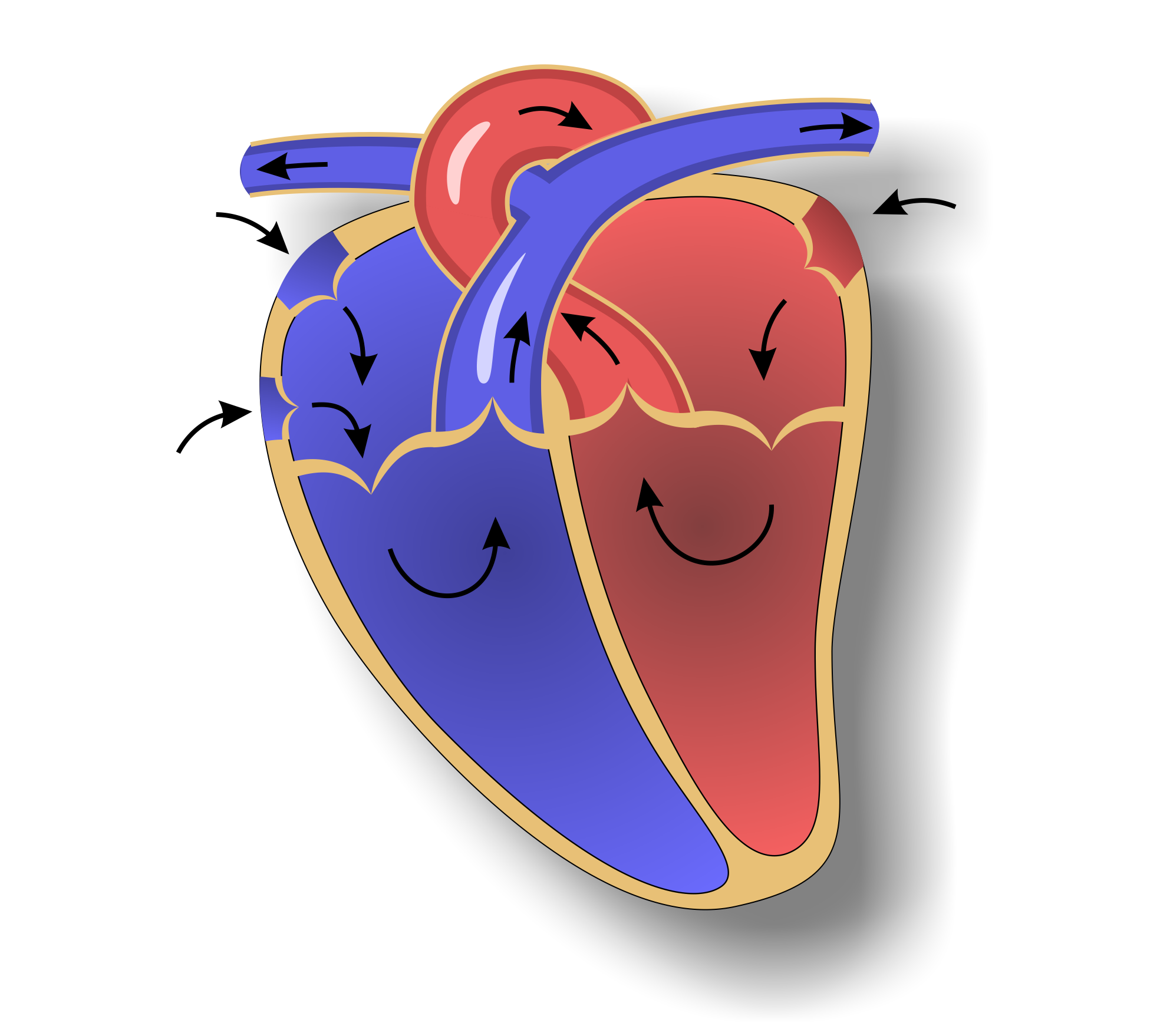 1 3 окно в сердце. Строение сердца для детей. Сердце человека анатомия для детей.