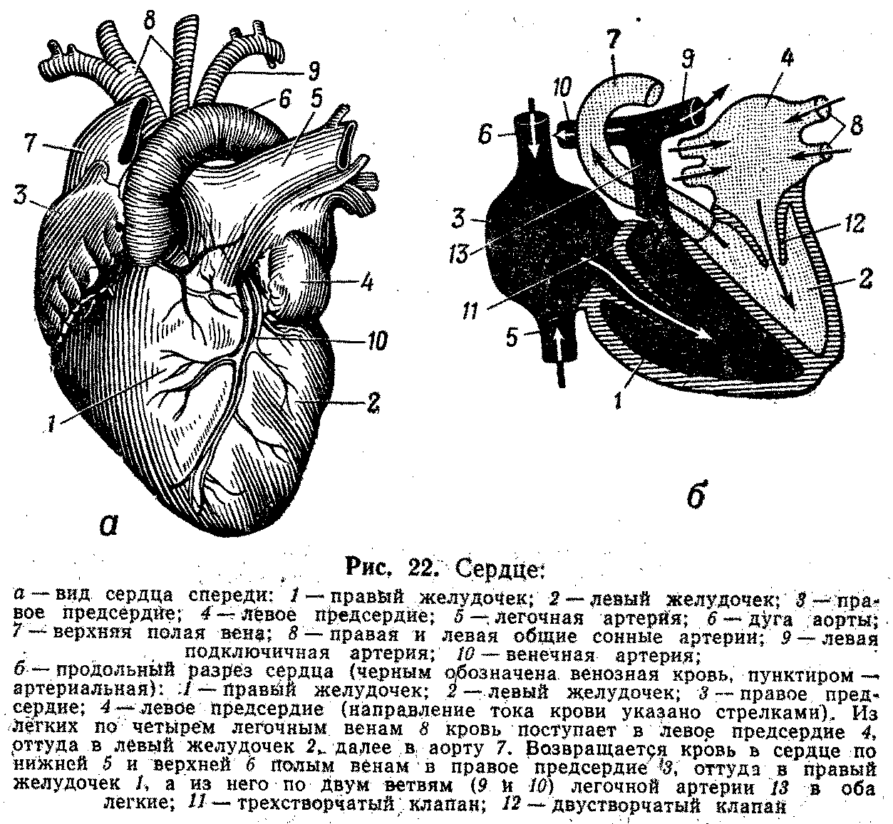 Сердце в разрезе рисунок