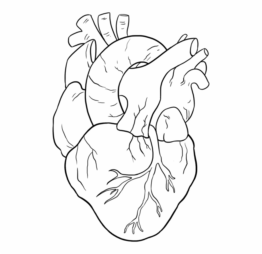Анатомическое сердце рисунок