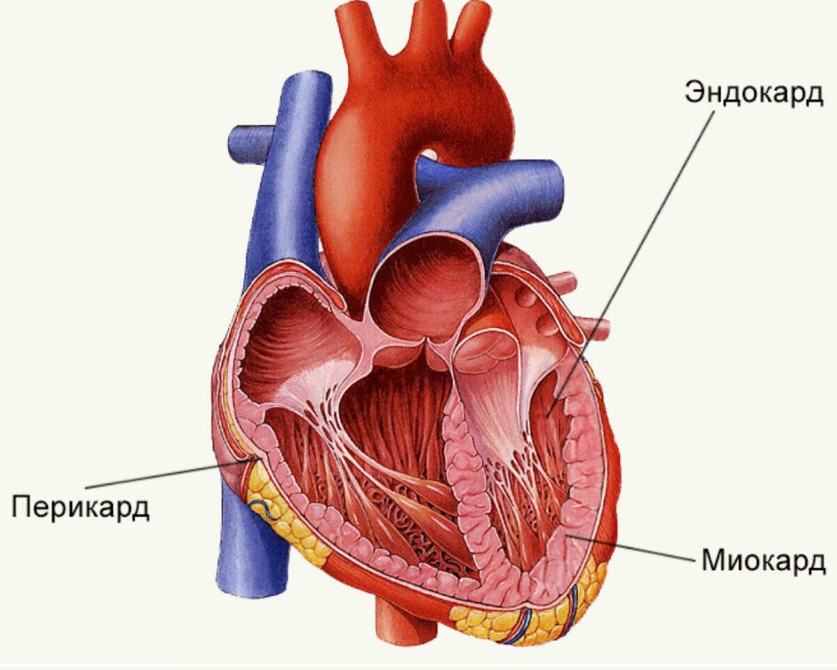 Что значит миокард