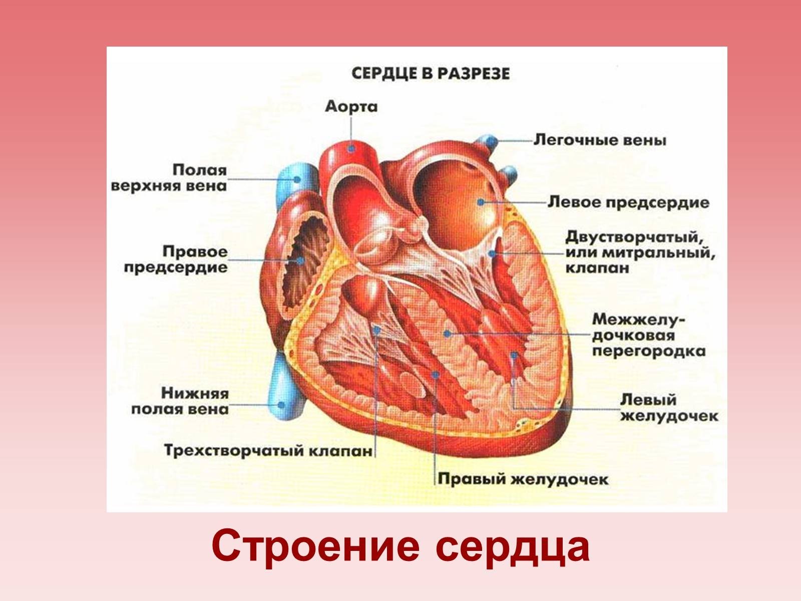 Строение сердца человека рисунок с подписями на русском