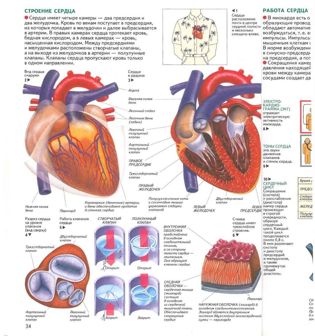 Строение сердца черепах. Строение сердца атлас. Строение сердца в разрезе. Строение клапанов сердца. Сердце в разрезе рисунок.