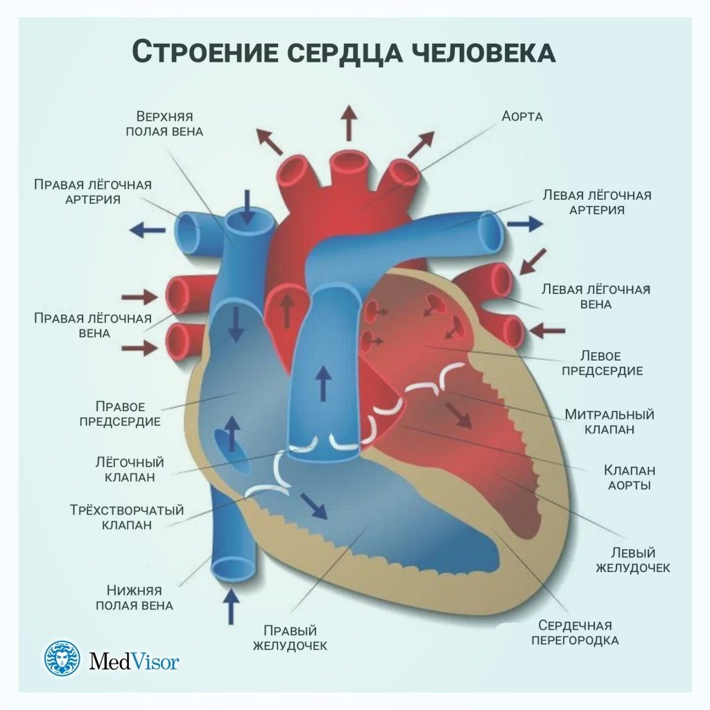 Сердце человека рисунок анатомия строение