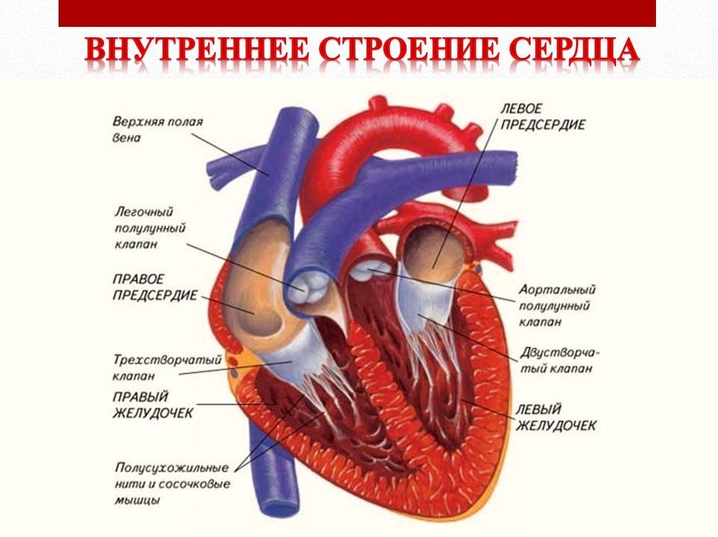 Строение сердца человека рисунок с подписями на русском