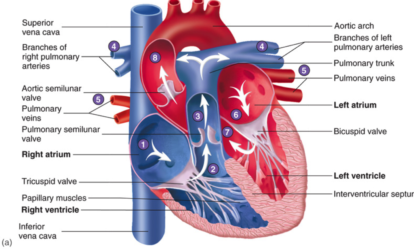 Название крови в правой части сердца. Строение сердца человека на латинском. Атлас сердечно сосудистой системы анатомия. Анатомия сердца человека на латинском. Сердечно сосудистая система схема сердце.
