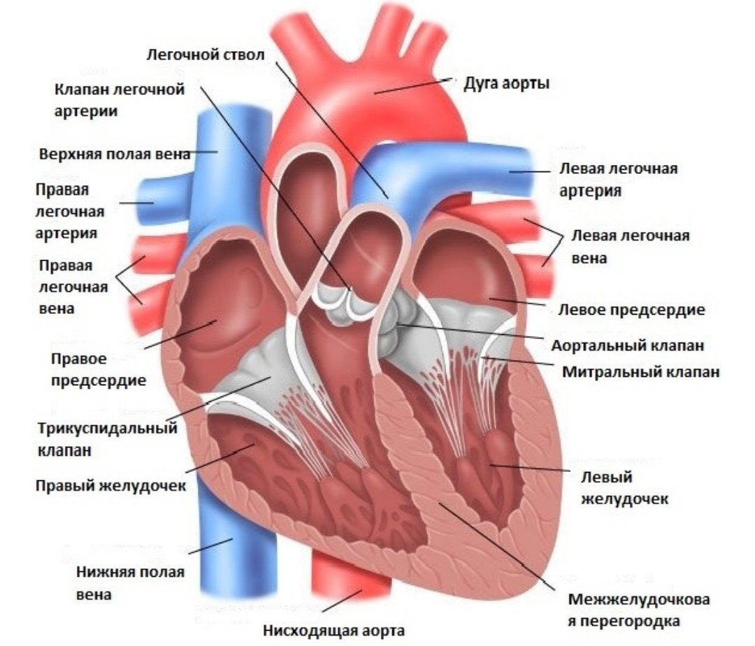 Сердце человека в разрезе рисунок с подписями