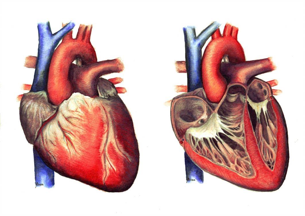 Сердце в разрезе рисунок