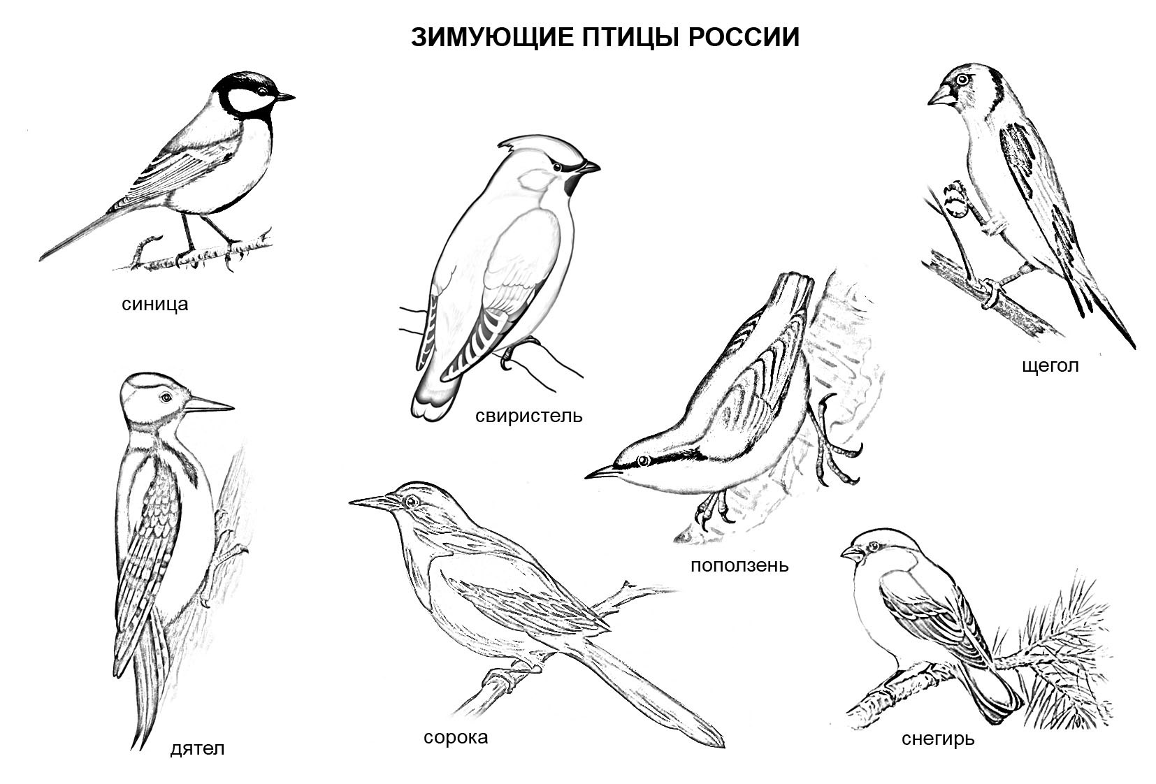 Картинки для детей птицы раскраски для детей распечатать