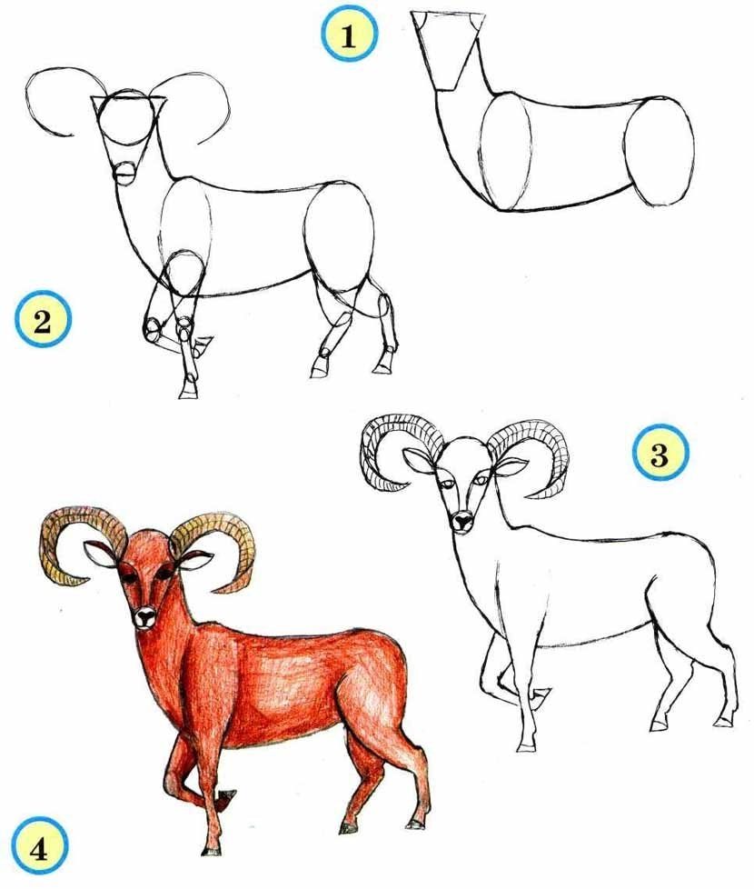 Как нарисовать козу легко