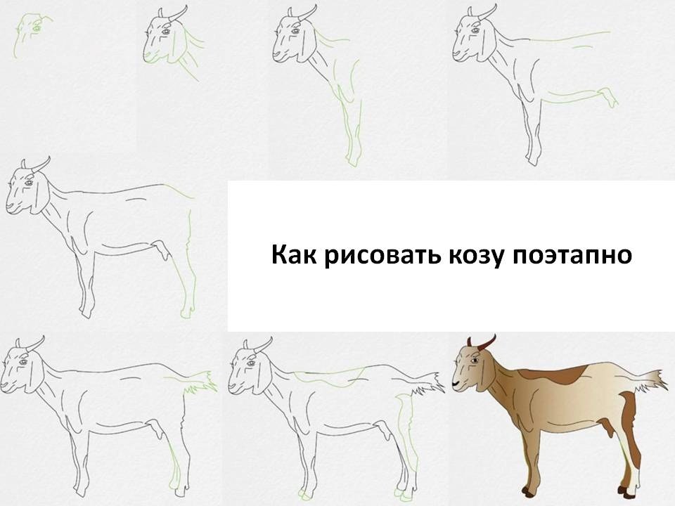 Как нарисовать козу для детей