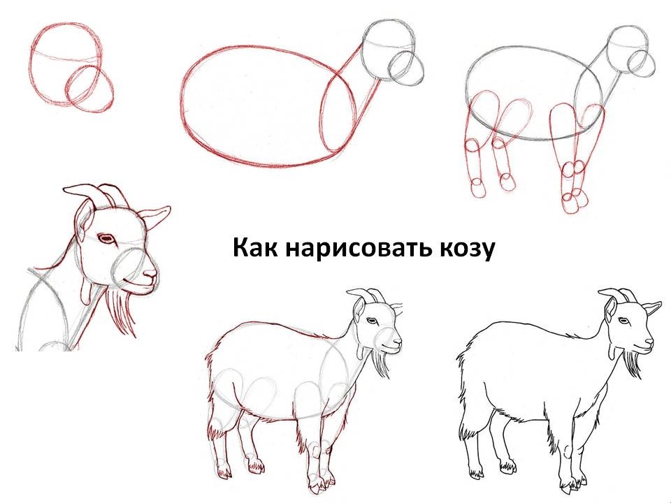 Как нарисовать козла легко и просто для детей