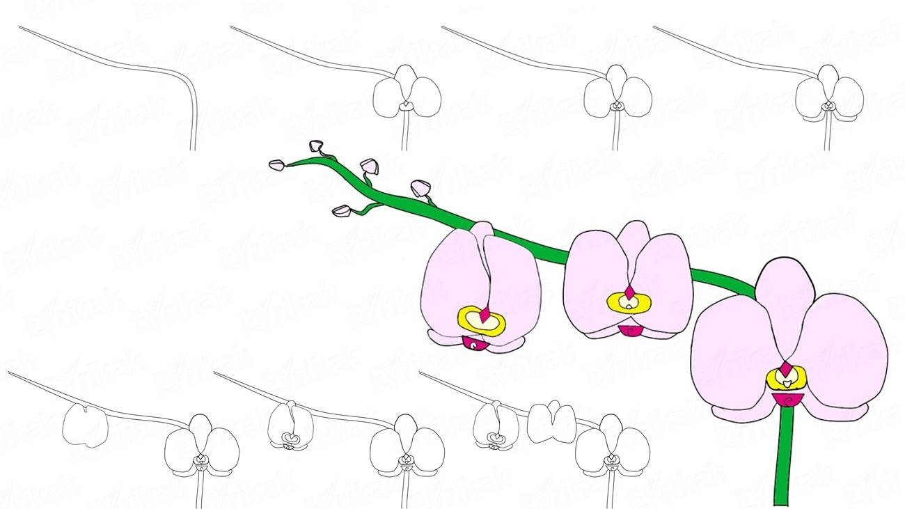 Как рисовать орхидею