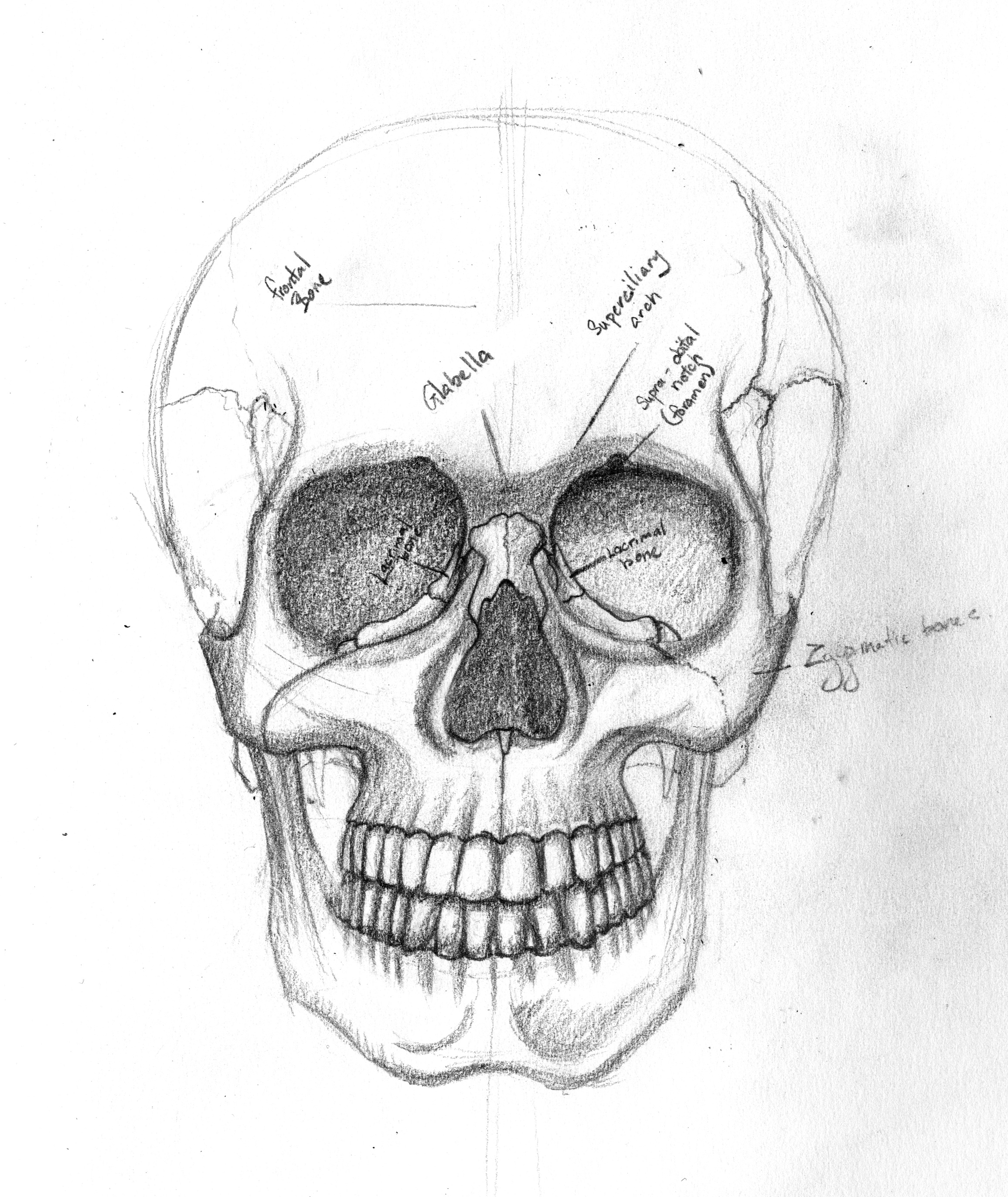 Рисунок для начинающих череп