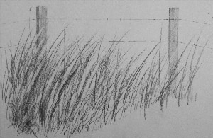Трава простым карандашом