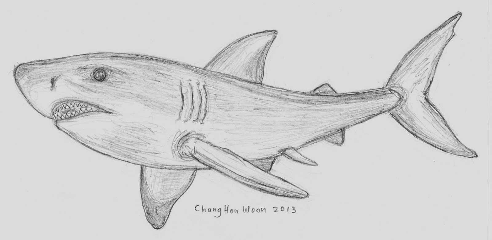 Рисунок акулы для срисовки. Акула карандашом. Акула для срисовки. Рисунок акулы карандашом для срисовки. Акула карандашом для срисовки.