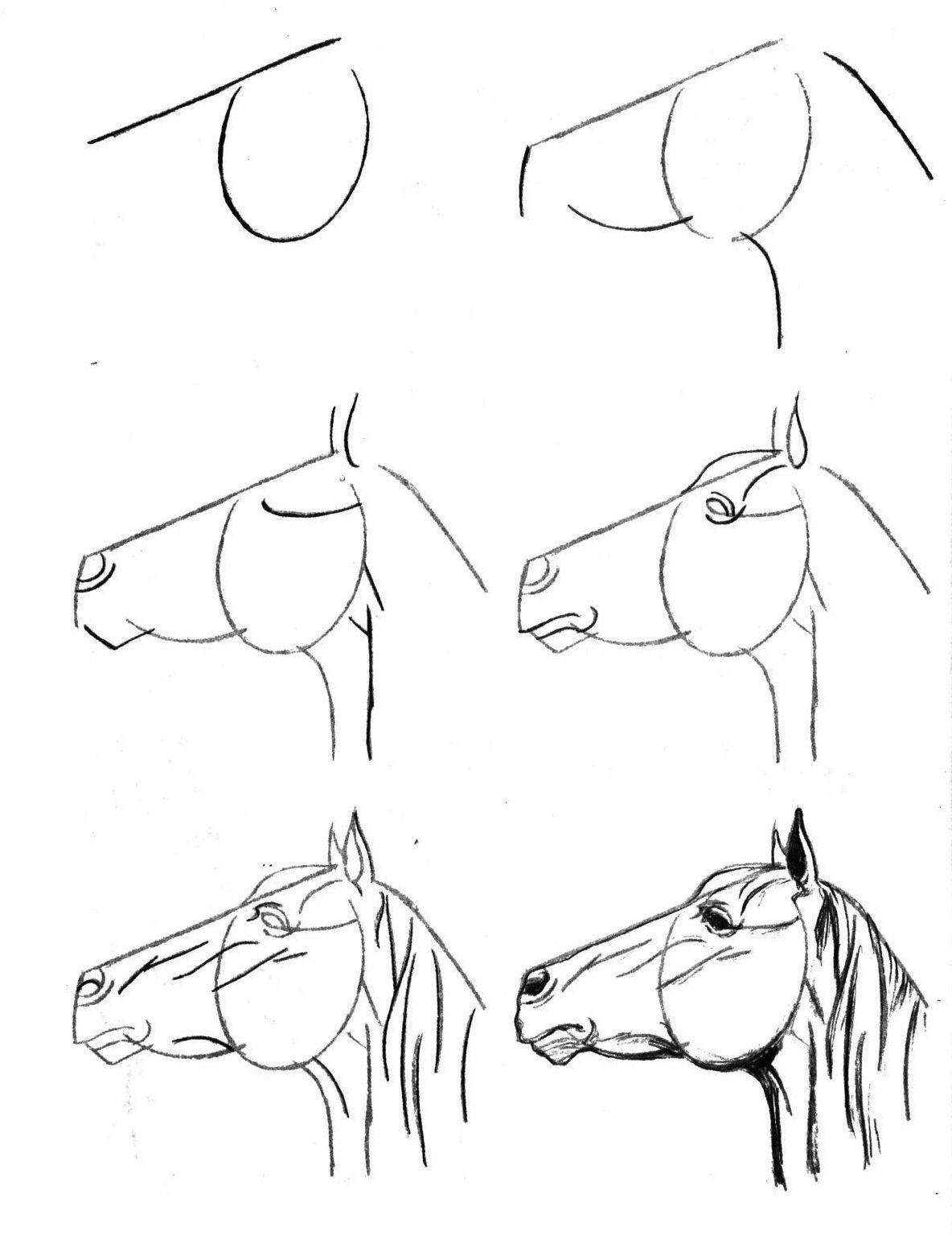 Как поэтапно карандашом нарисовать голову лошади карандашом поэтапно
