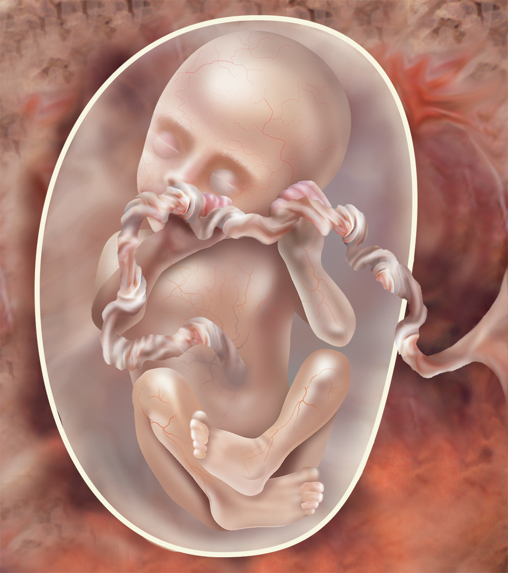 Замершая 14 недель. Зародыш в животе матери. Малыш в животике.