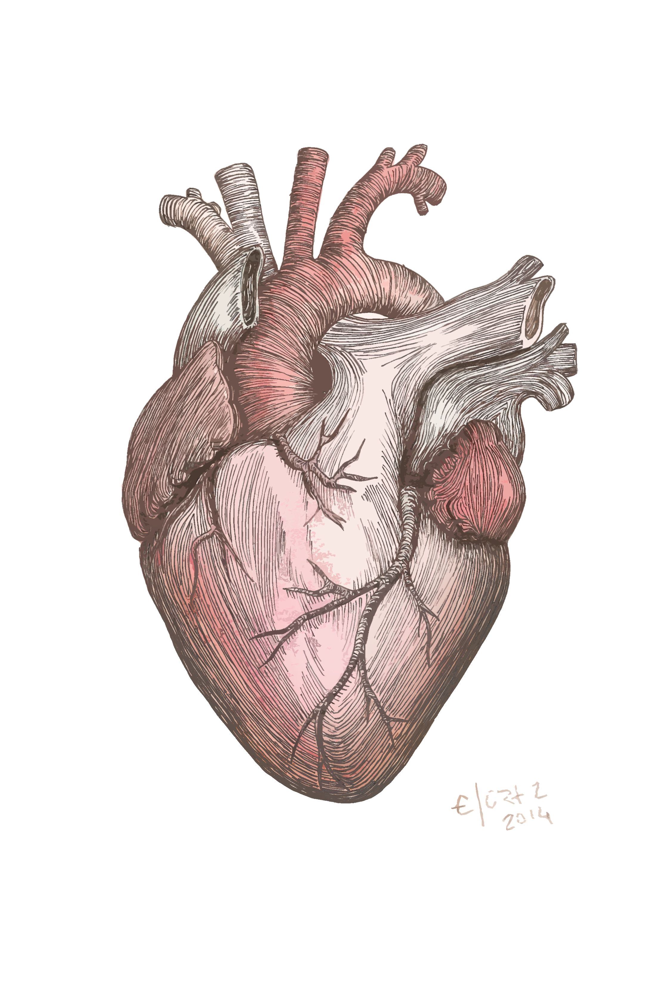 Орган сердце человека рисунок. Сердце анатомия. Человеческое сердце настоящее.