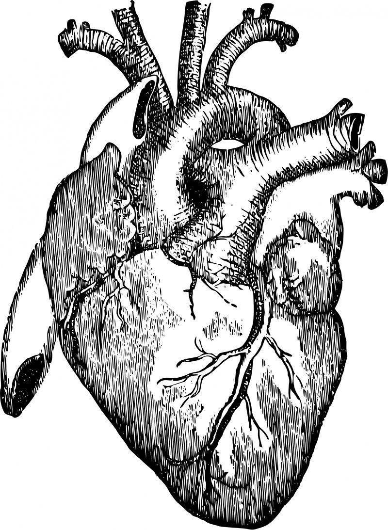 Heart both. Сердце. Сердце человека черно белое. Серце человека черо белое.