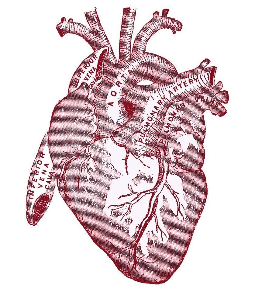 Сердце рисунок анатомия