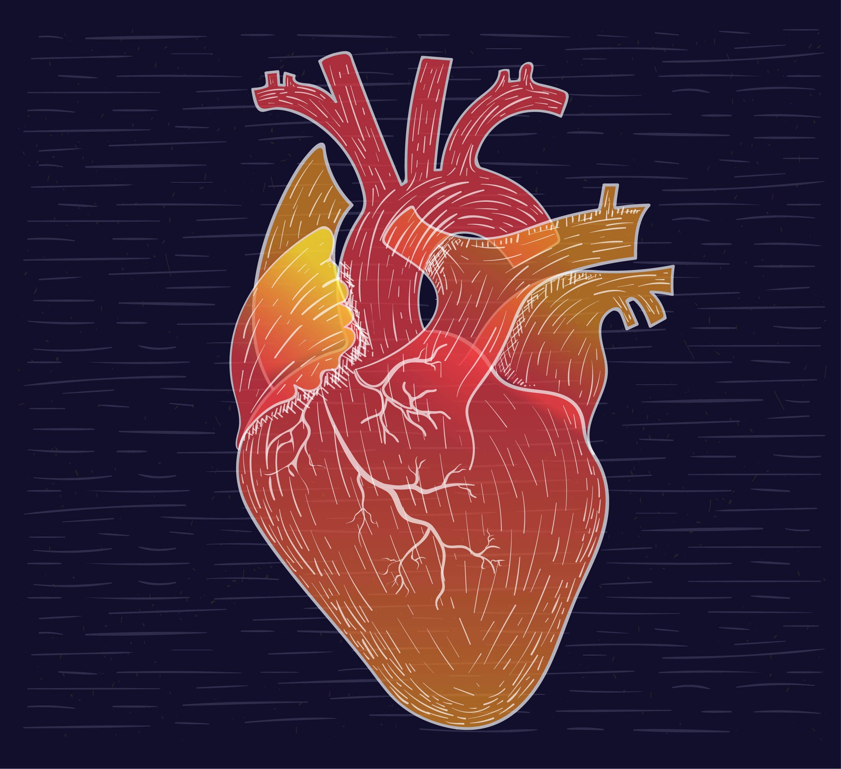 Орган сердце человека рисунок. Сердце рисунок.